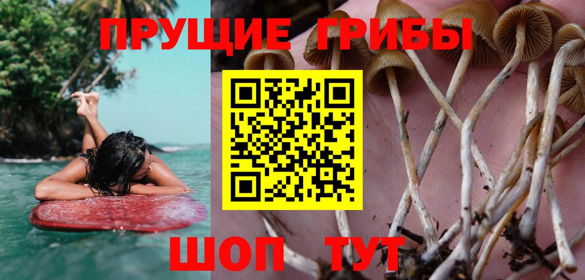 Псилоцибиновые грибы прущие грибы Астрахань