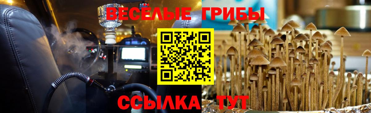 как найти закладки  Вход с VPN  Астрахань  Псилоцибиновые грибы Psilocybine cubensis  Псилоцибиновые грибы Psilocybine cubensis 